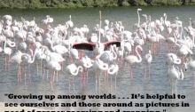 pink flamingoes, standing out, crowds, taking flight