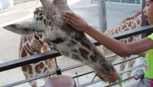 giraffe, feeding giraffes