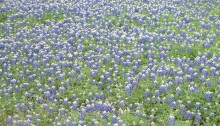 field of flowers, bluebonnets